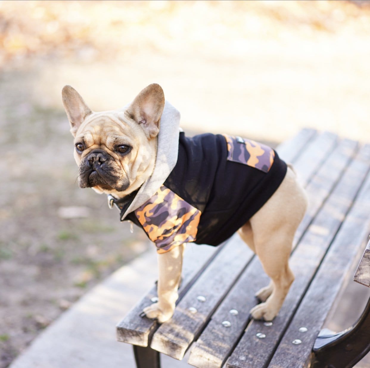 6 Facts You May Not Know about French Bulldogs