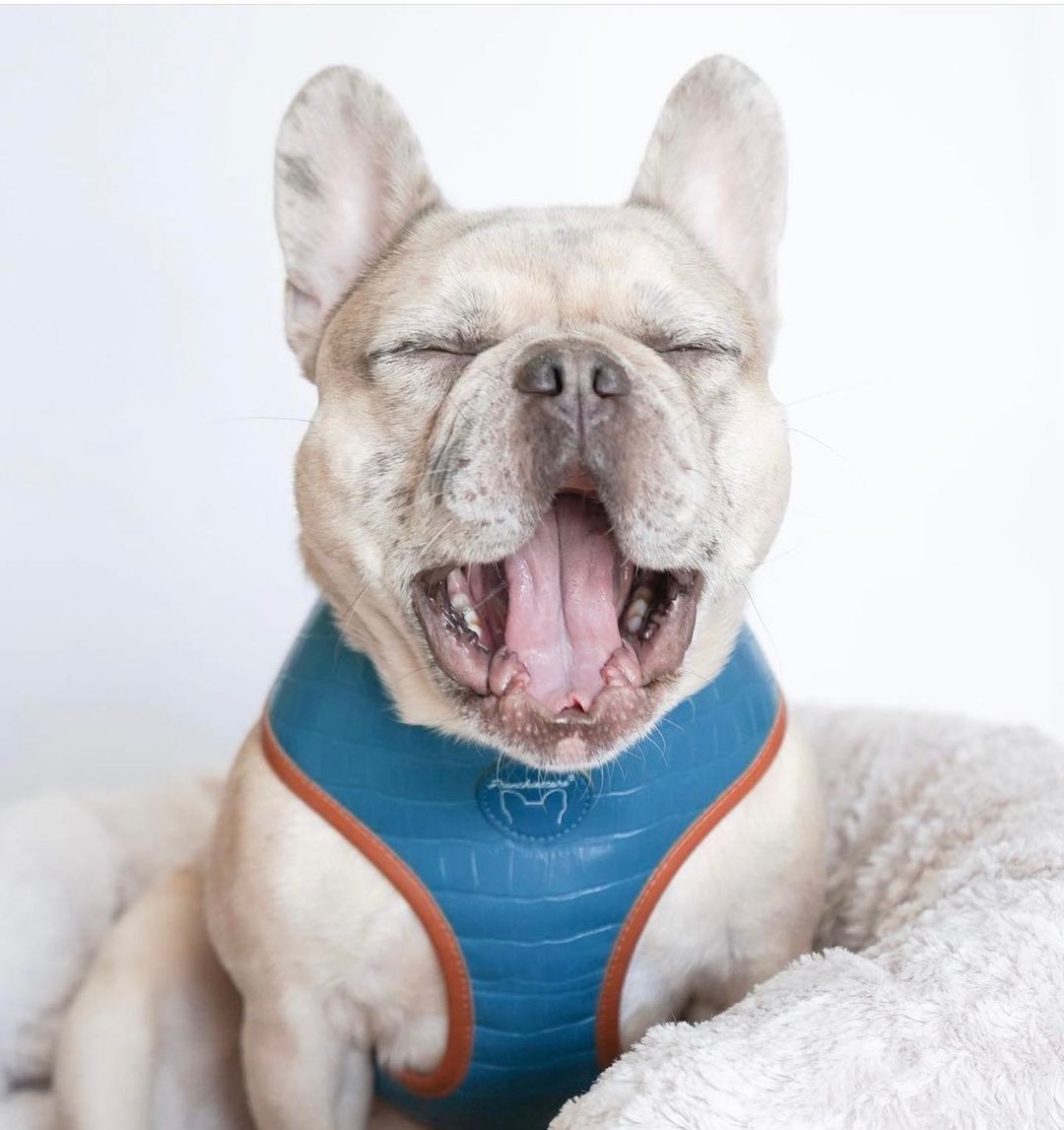 french bulldog facts