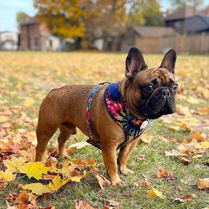 French Bulldogs CPR