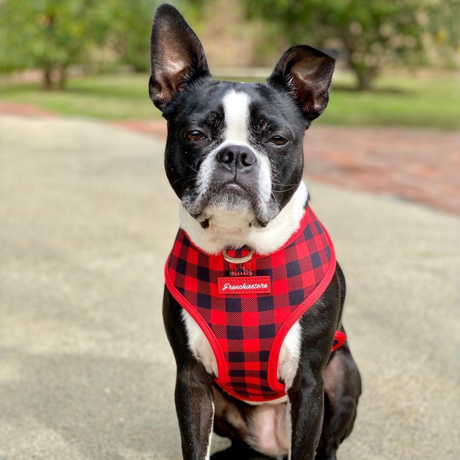 Boston Terrier Dog Breed – All You Need to Know