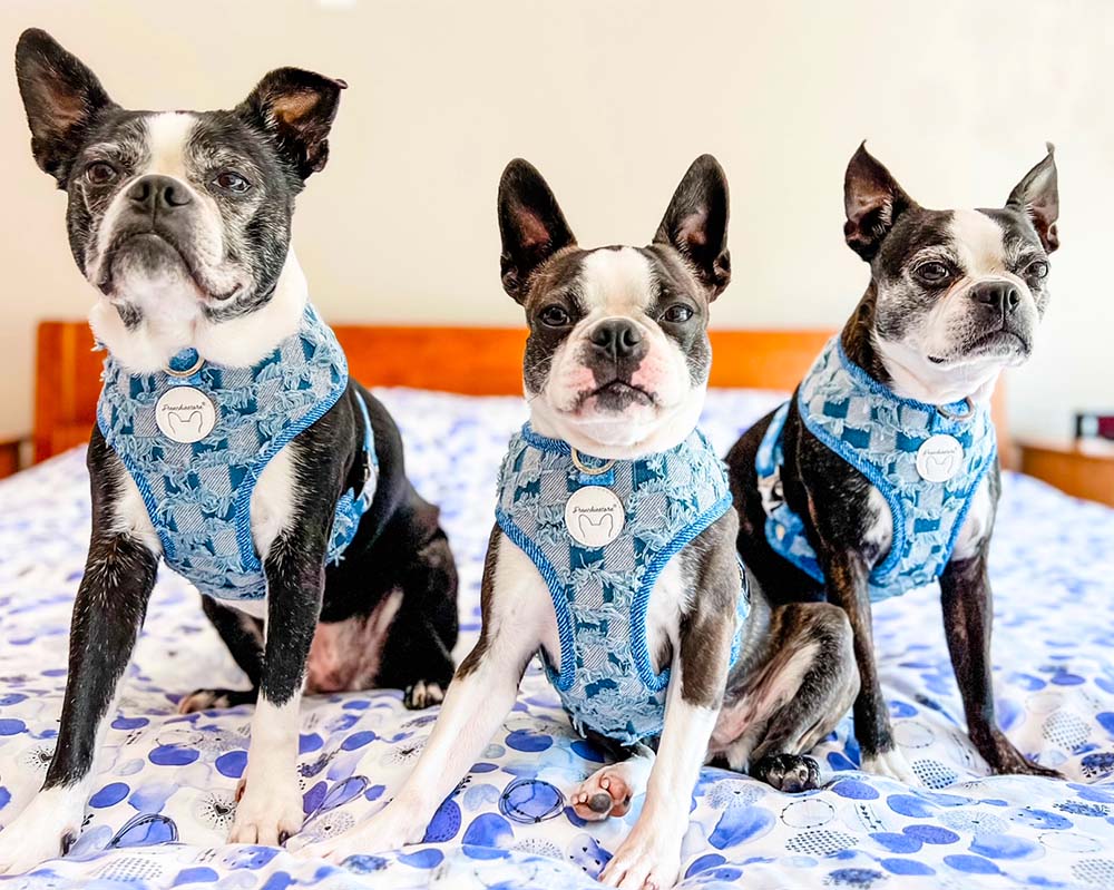 Frenchiestore Reversible Dog Health Harness | Denim, Frenchie Dog, French Bulldog pet products