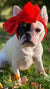 Frenchiestore Pet Head Bow | Red, Frenchie Dog, French Bulldog pet products