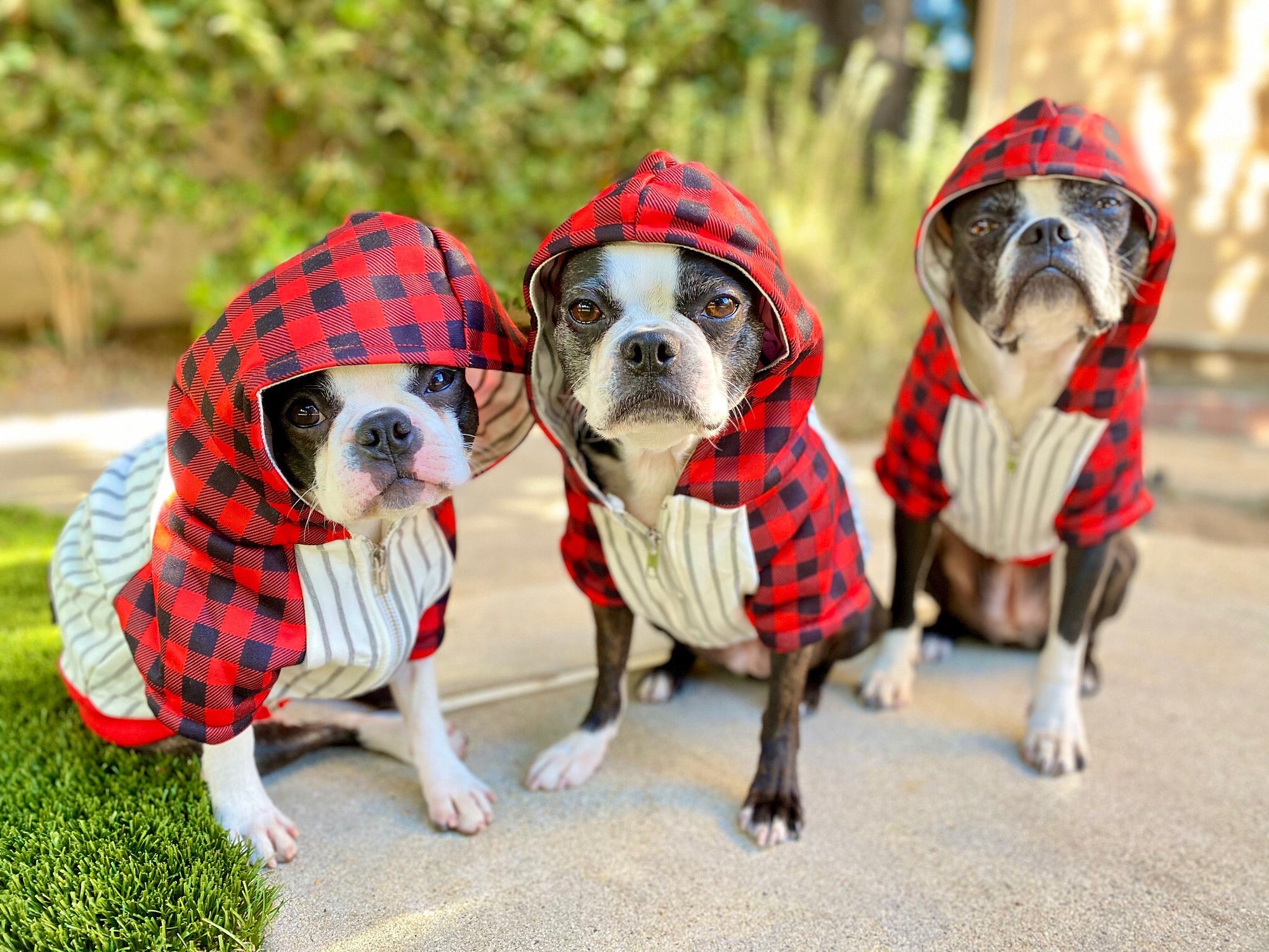 Frenchiestore Organic Dog hoodie | Buffalo Plaid, Frenchie Dog, French Bulldog pet products