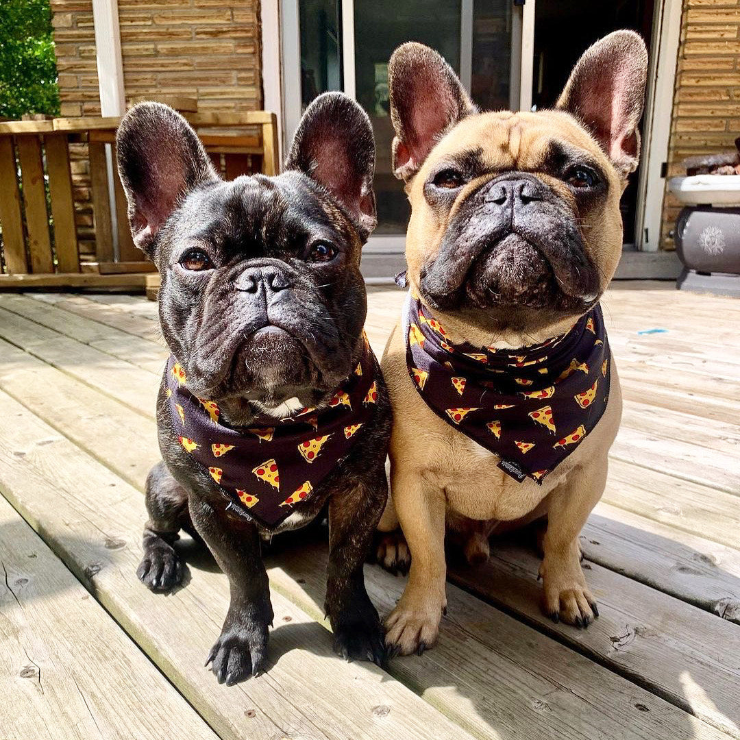 Frenchiestore Dog Cooling Bandana | Pizza, Frenchie Dog, French Bulldog pet products