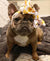 Frenchiestore Pet Head Bow | Honey Bee, Frenchie Dog, French Bulldog pet products