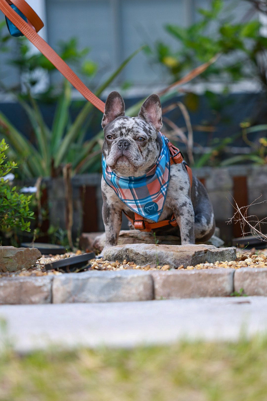 Frenchiestore Dog Cooling Bandana | Sprung, Frenchie Dog, French Bulldog pet products