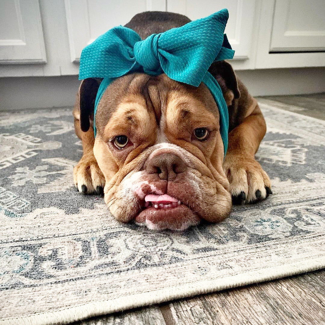 Frenchiestore Pet Head Bow | Teal, Frenchie Dog, French Bulldog pet products