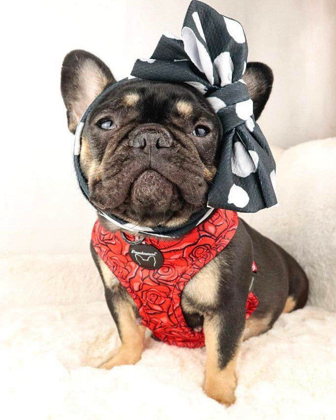 Frenchiestore Pet Head Bow | Polka Dots, Frenchie Dog, French Bulldog pet products