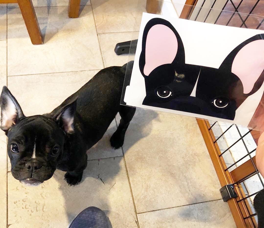 Frenchie Sticker | Frenchiestore |  Black W Line French Bulldog Car Decal, Frenchie Dog, French Bulldog pet products