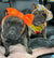 Frenchiestore Pet Head Bow | Candy Corn, Frenchie Dog, French Bulldog pet products