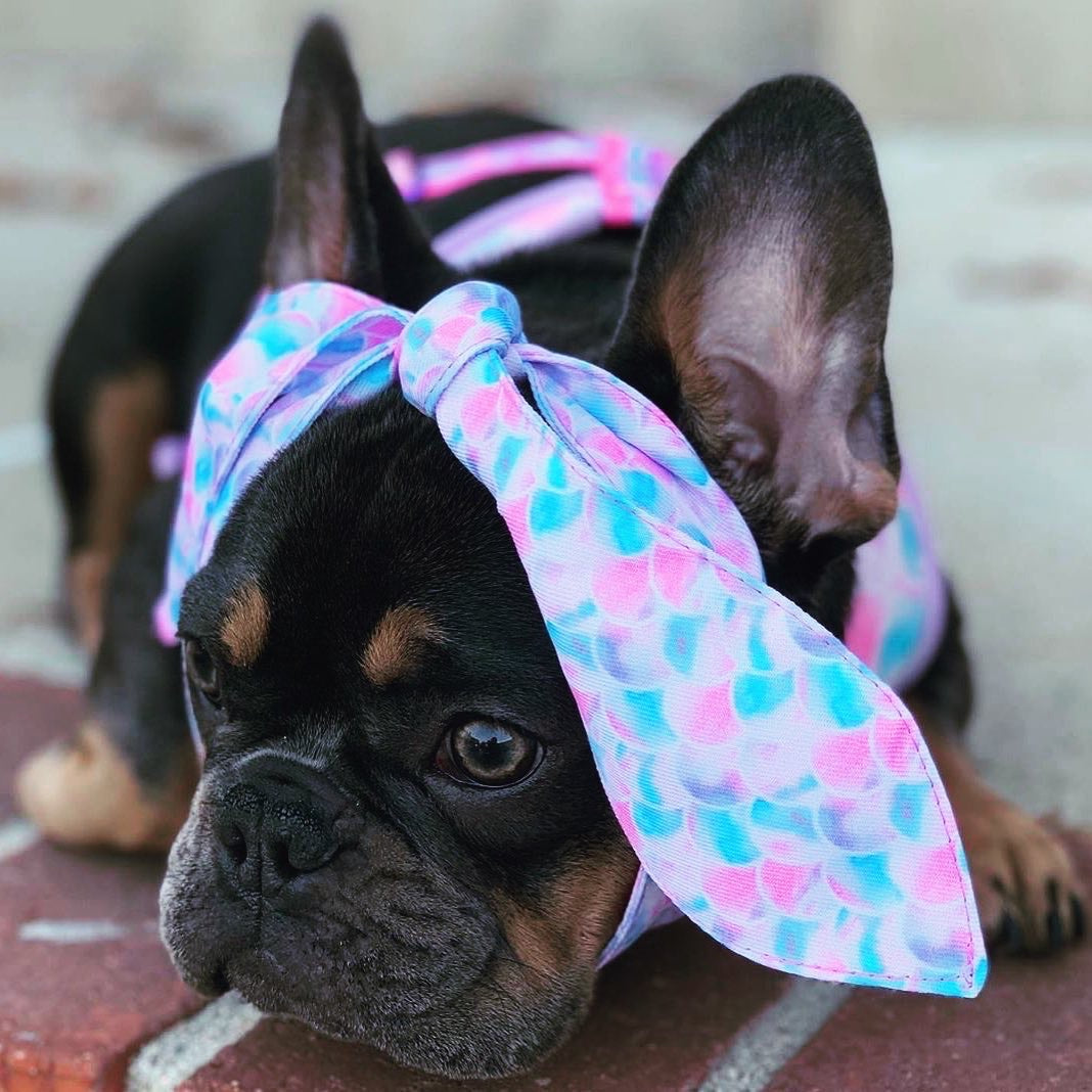 Frenchiestore Pet Scarf |  Mermazing, Frenchie Dog, French Bulldog pet products