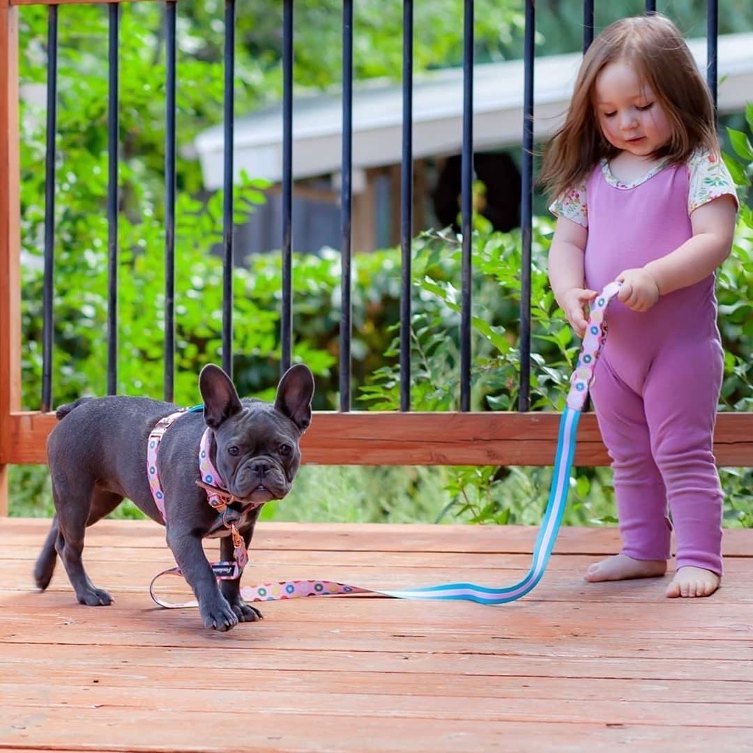 Luxury Leash | Pink StarPup, Frenchie Dog, French Bulldog pet products