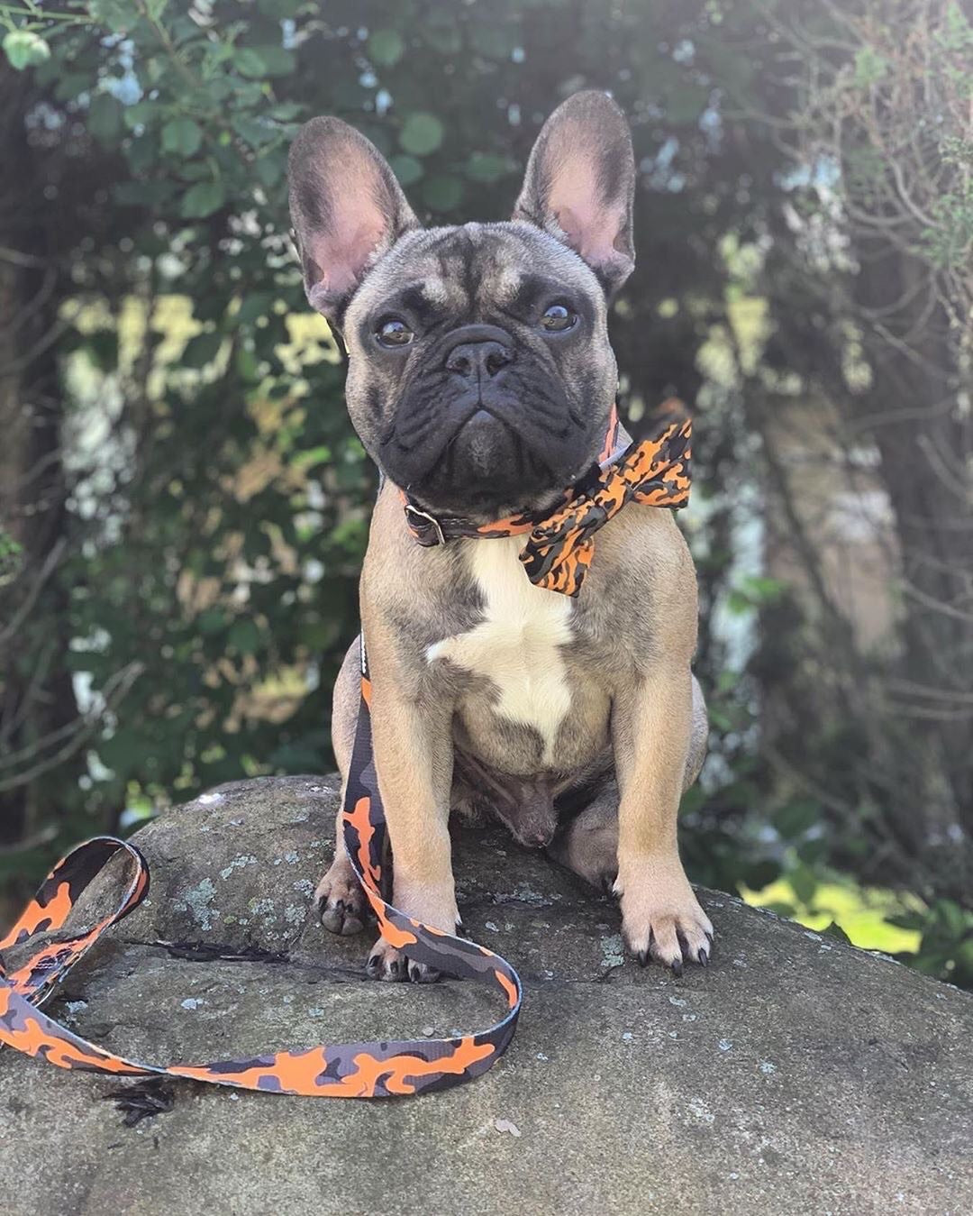 Frenchiestore dog Bowtie | Mustard Ultimate Camo, Frenchie Dog, French Bulldog pet products