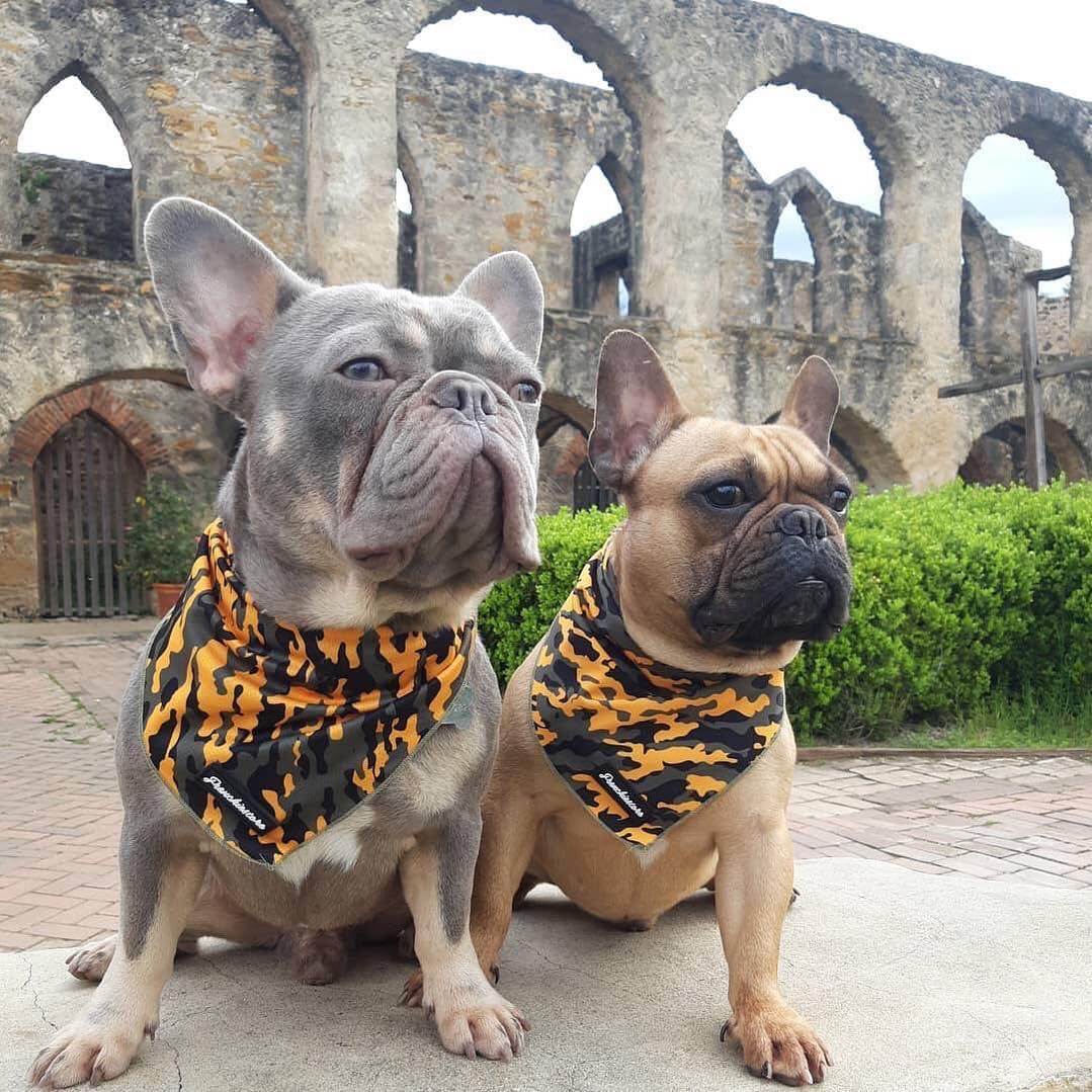 Frenchiestore Dog Cooling Bandana | Mustard Ultimate Camo, Frenchie Dog, French Bulldog pet products