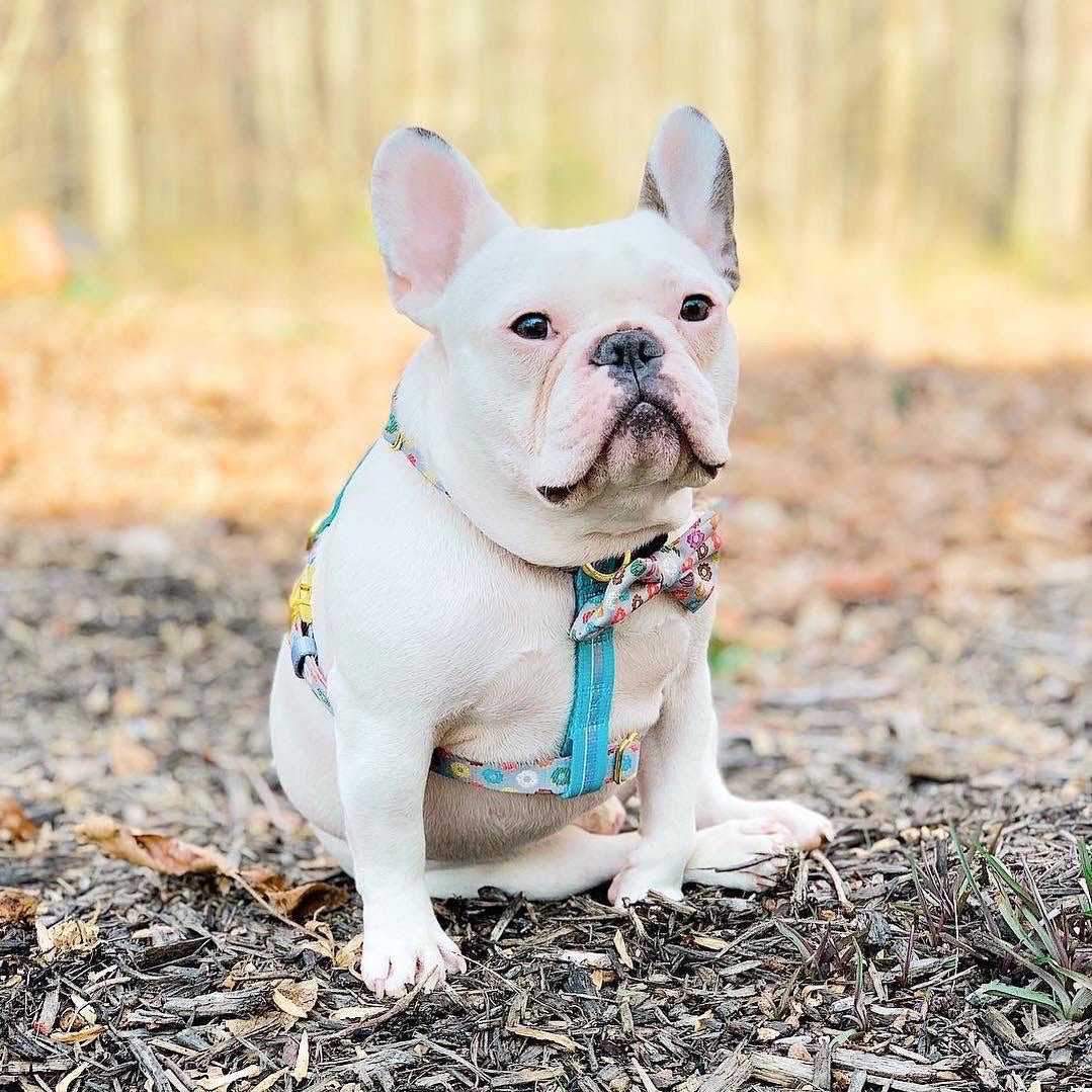 Frenchiestore Adjustable Pet Health Strap Harness | Mint StarPup, Frenchie Dog, French Bulldog pet products