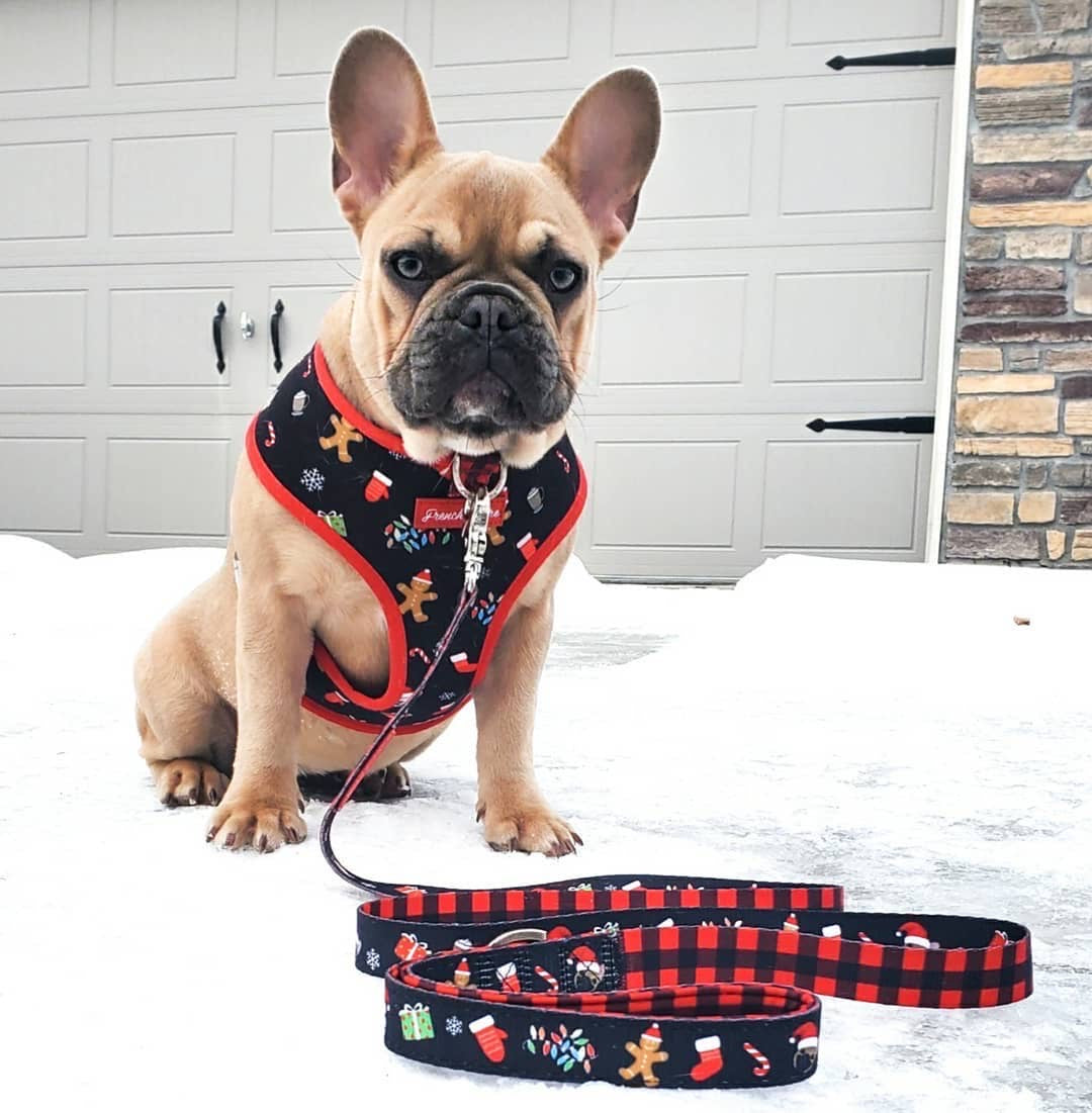 Frenchiestore Luxury Leash | Red Buffalo Plaid, Frenchie Dog, French Bulldog pet products