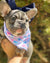 Frenchiestore Pet Head Bow | Midnight, Frenchie Dog, French Bulldog pet products