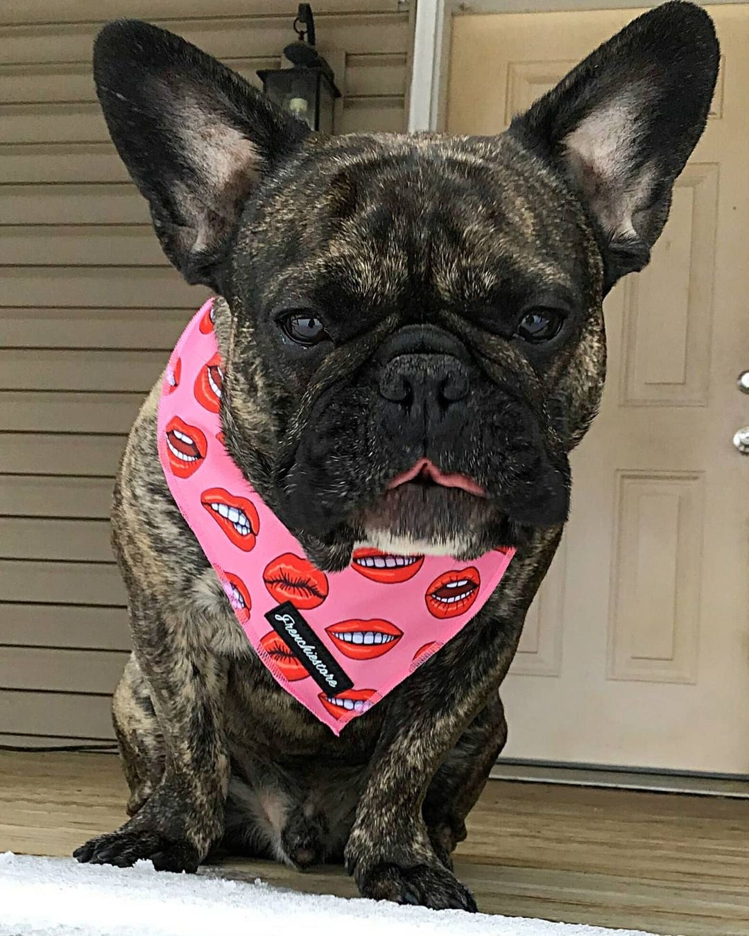 Frenchiestore Dog Cooling Bandana | Lips, Frenchie Dog, French Bulldog pet products