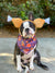 Frenchiestore Dog Cooling Bandana |  Thanksgiving, Frenchie Dog, French Bulldog pet products