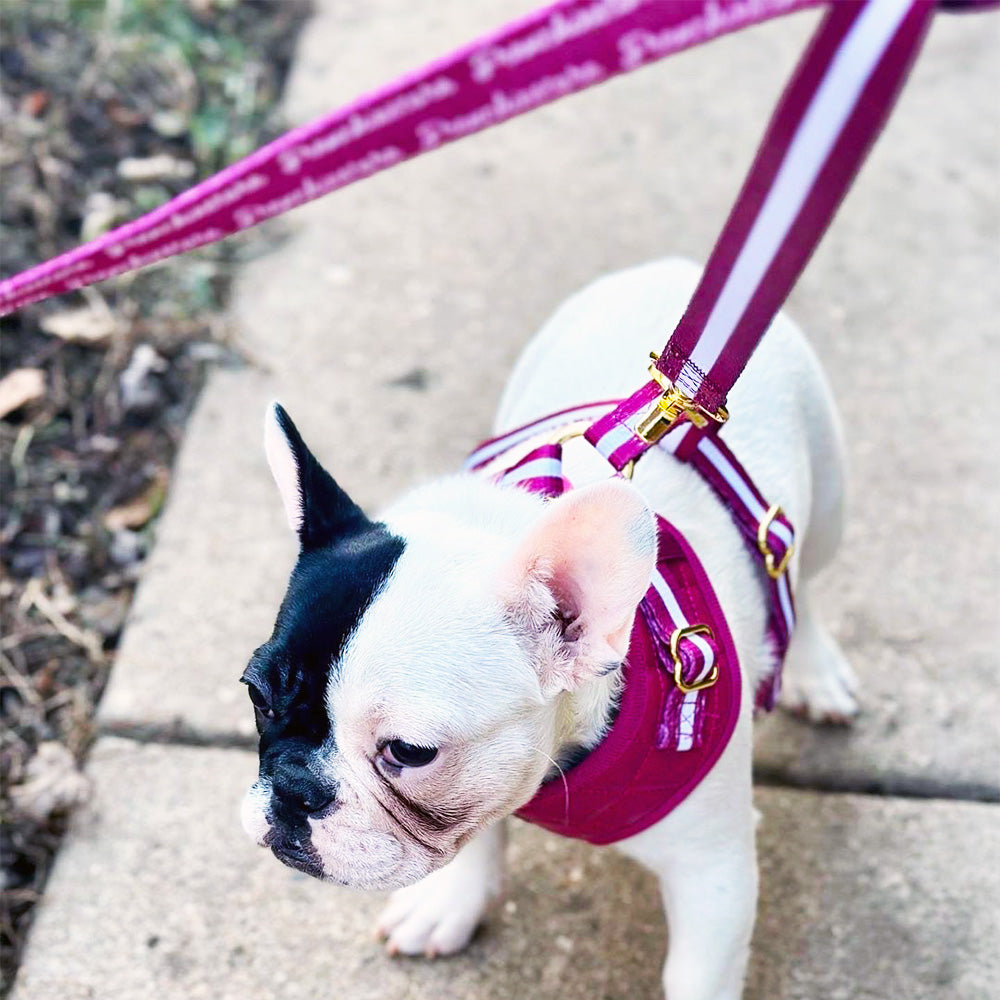 Frenchiestore Dual Dog Leash | Beet Varsity, Frenchie Dog, French Bulldog pet products