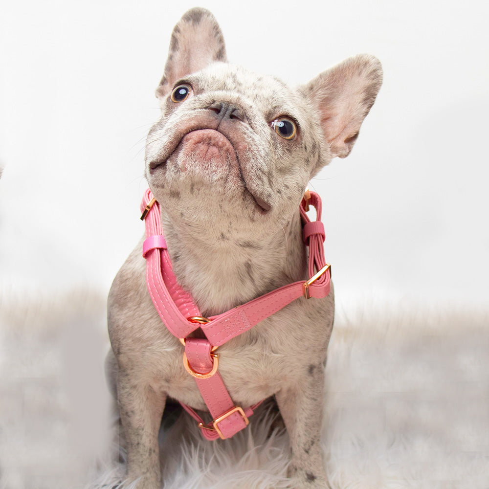 Adjustable Pet Health Strap Harness | Blushed, Frenchie Dog, French Bulldog pet products