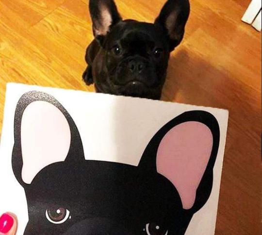 Frenchie Sticker | Frenchiestore |  Black French Bulldog Car Decal, Frenchie Dog, French Bulldog pet products