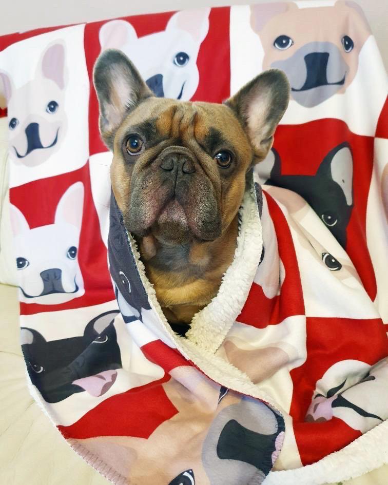 Frenchie Blanket | Frenchiestore | French Bulldogs Wine O'clock, Frenchie Dog, French Bulldog pet products