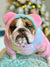 Frenchiestore Organic Dog Frenchie Ear Hoodie | Care Bear, Frenchie Dog, French Bulldog pet products