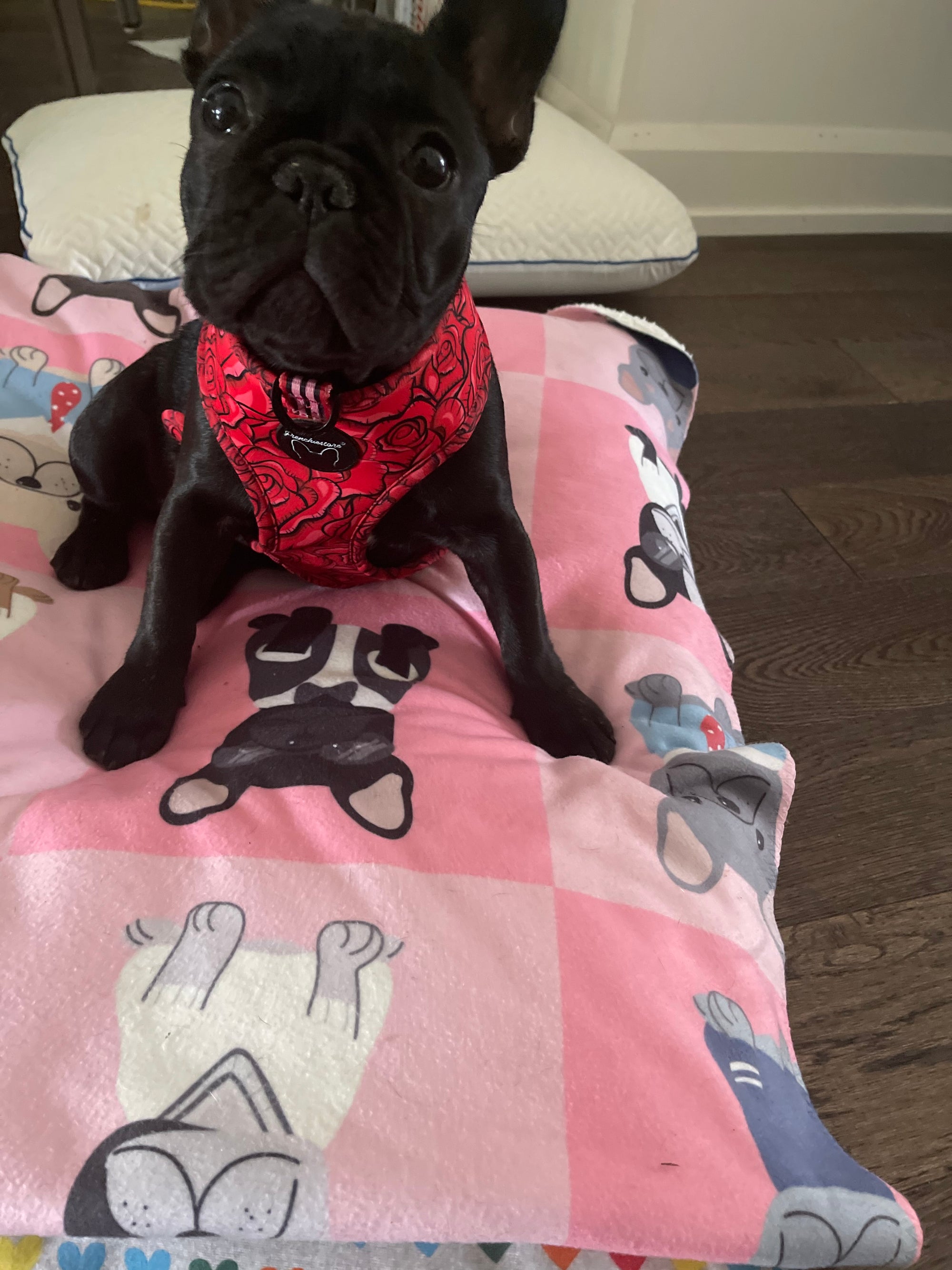 Frenchie Blanket | Preppy French Bulldogs on Pink, Frenchie Dog, French Bulldog pet products