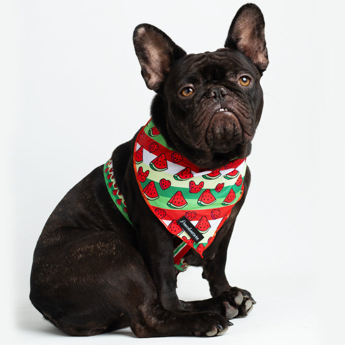 Frenchiestore Dog Cooling Bandana | Watermelon, Frenchie Dog, French Bulldog pet products