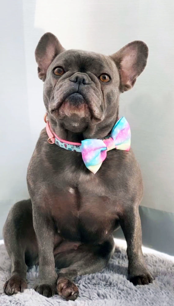 Frenchiestore dog Bowtie | UniPup, Frenchie Dog, French Bulldog pet products